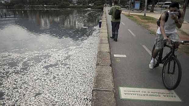  Olympic News from Rio Masses of dead fish found near Olympic sailing venue 