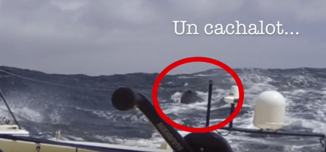  IMOCA Open 60  Vendee Globe 2016/17  Kito de Pavant: Collision with a whale  the video