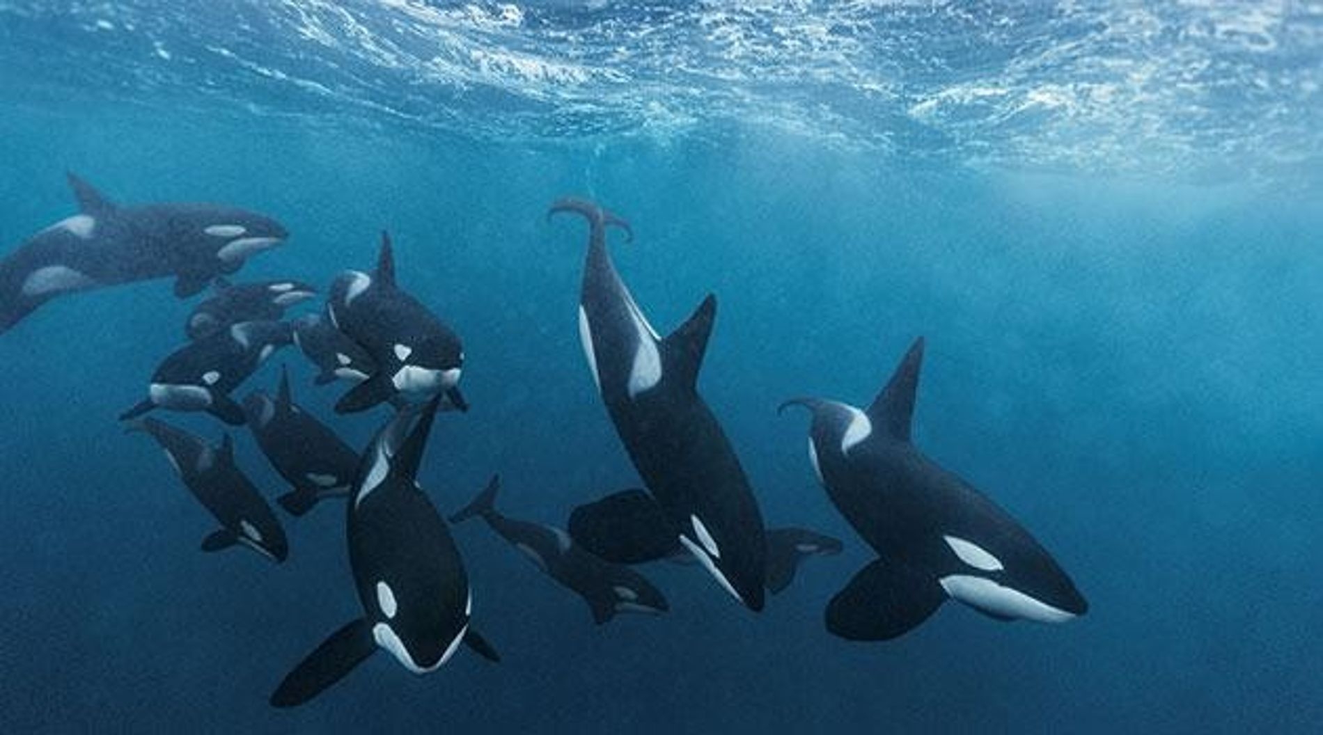  Des orques attaquent des voiliers  zone interdite dans le nord de l'Espagne !