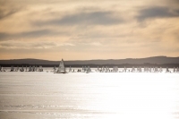  Ice-Sailing - DN European Championship 2020 - Orsasjön SWE - Final Day - No Racing